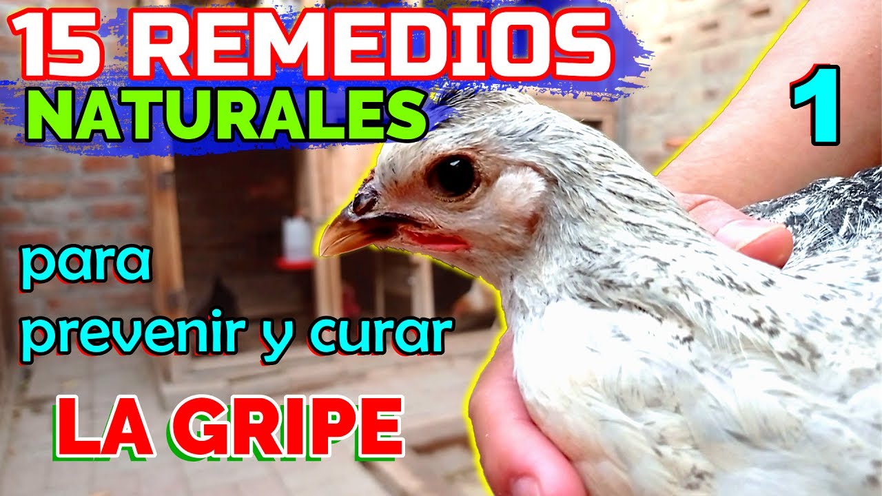 5 Remedios muy usados para la gripe de tus POLLOS y GALLINAS 🐤🐔🐓 | 15