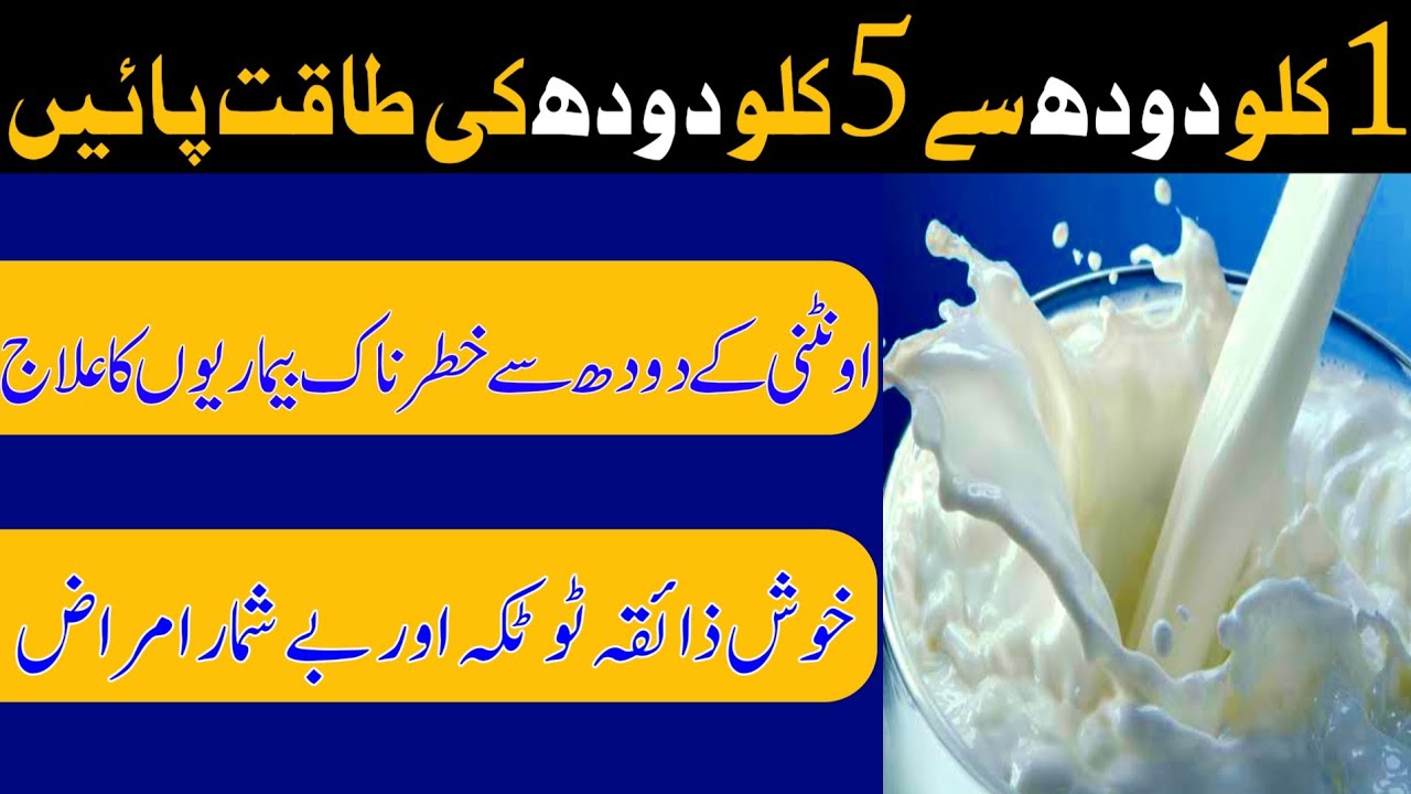 Camel Milk Benefits Oontni ka Doodh k Faiday Doodh ki takat kaise