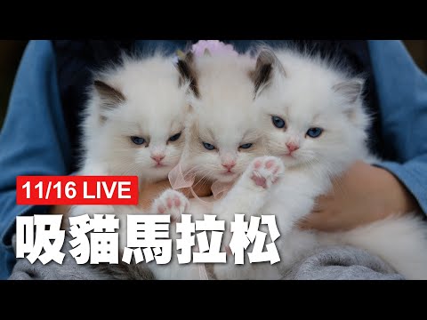 【LIVE】11/16 貓咪馬拉松直播 一起吸好吸滿!│寵物│貓咪｜猫｜ねこ│Pet│Cat│Kitten