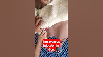 Intravenous injection in goat| #goat#animals #veterinary medicine # vet surgery #shorts
