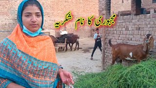 Majboori Ka naam shukriya | Pakistani Family Vlogs Punjabi Pendu Vloger