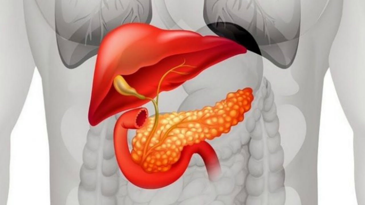 Легкие и поджелудочная железа. Поджелудочная железа pancreas. Поджелудочная железа 3д анатомия. Поджелудочная железа расположение в организме 3d.