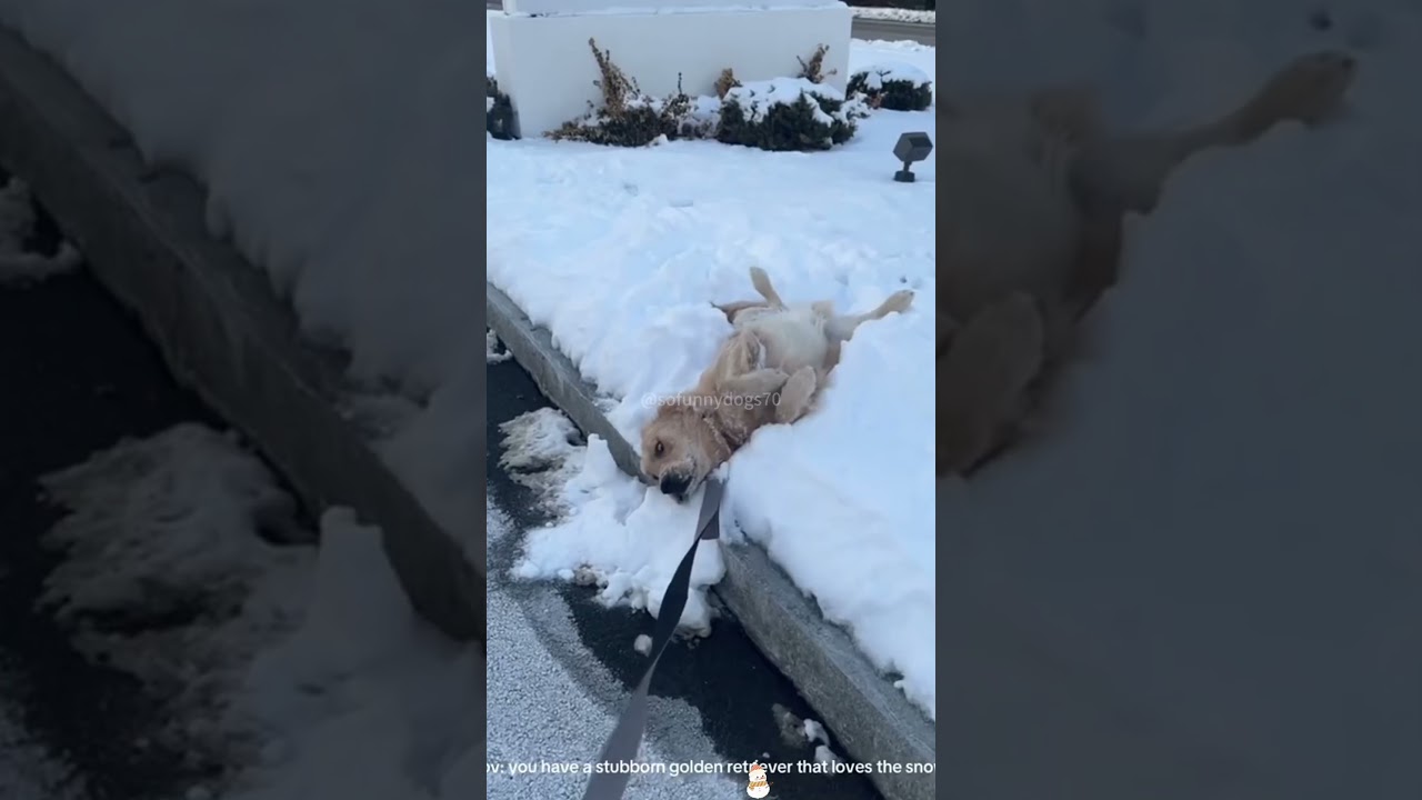 Dogs love to play in the snow 