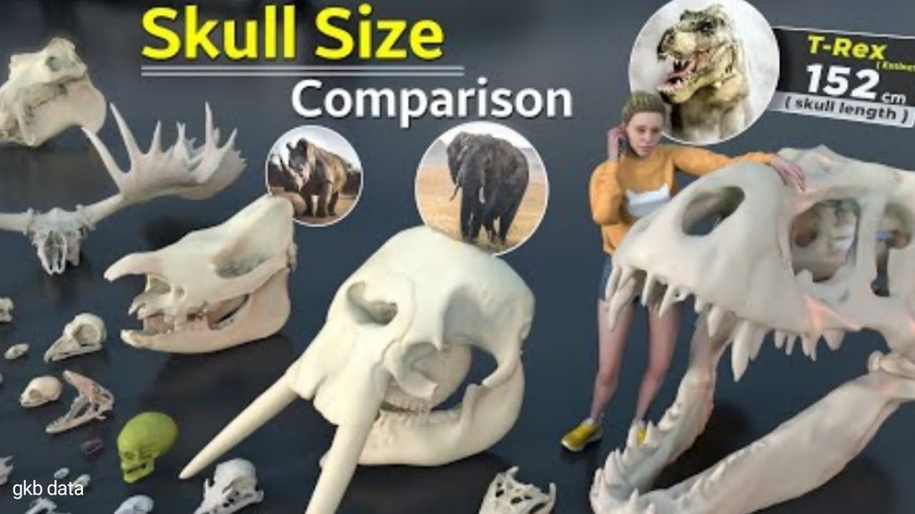 खोपड़ी का आकार Skull Size Comparison | Animal Skull | Monster Skull ...