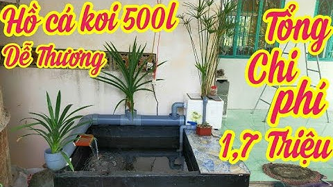Hồ Cá Koi 500l Dễ Thương Chi Phí Thấp 1,7 Triệu - LỌC 3 NGĂN - CÁ THẢ MÚT TAY.HỒ E TUẤN Ở TIỀN GIANG