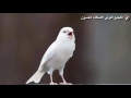 من أجود تغاريد طائر الكناري للتسميع من أجود تغاريد طائر الكناري للتسميع