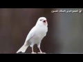 من أجود تغاريد طائر الكناري للتسميع