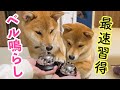 【犬芸】豆柴姉弟にベル鳴らしを1日で出来るかやってみた！