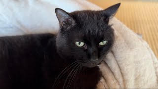 黒猫さんのゴロゴロ The purring of a black cat