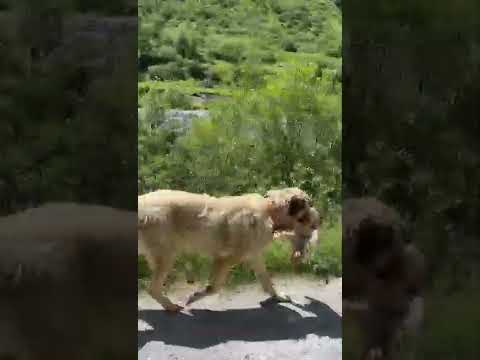 Video: Kā atturēt suni no aizsardzības?