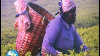East Africa Tea Trade Association Documentary July 2016