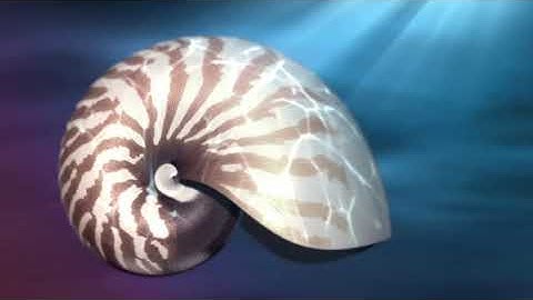 NATURE BY NUMBERS  FIBONACCI SEQUENCE ANIMATED