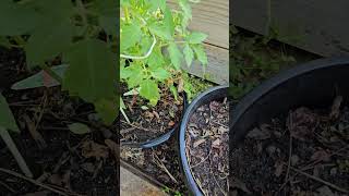 Garden tips for tomatoes! #garden #terracegarden #springgardening #tomato #trellisgardening