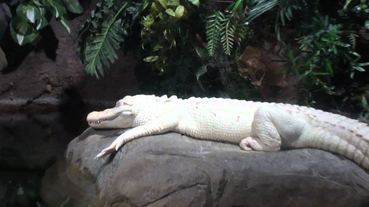 GA Aquarium River Scout section May 14, 2011 YouTube