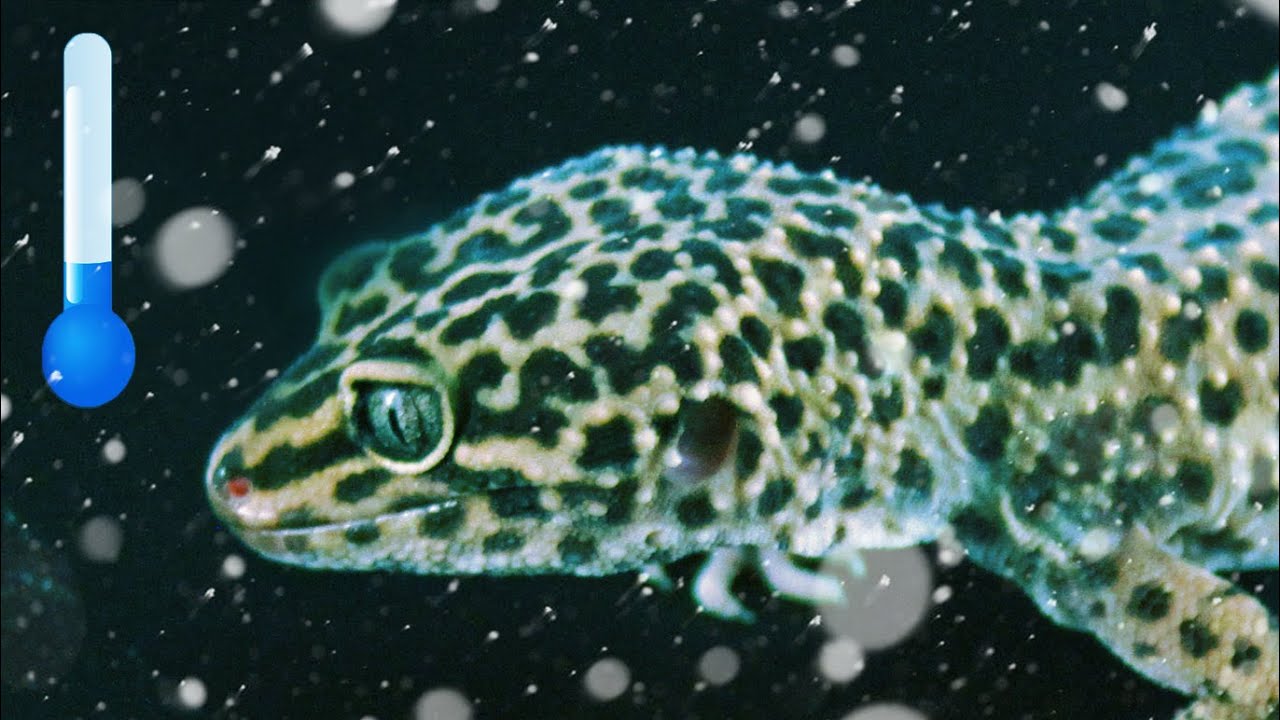 cold brew coffee Leopard Gecko Staying In Cold Hide? | FAQ FRIDAYS