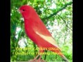 The Best Canary Singing Audio For Training Serinus Canaria Omkicau(.mp3 .mp4) Mp3 - Mp4 Download