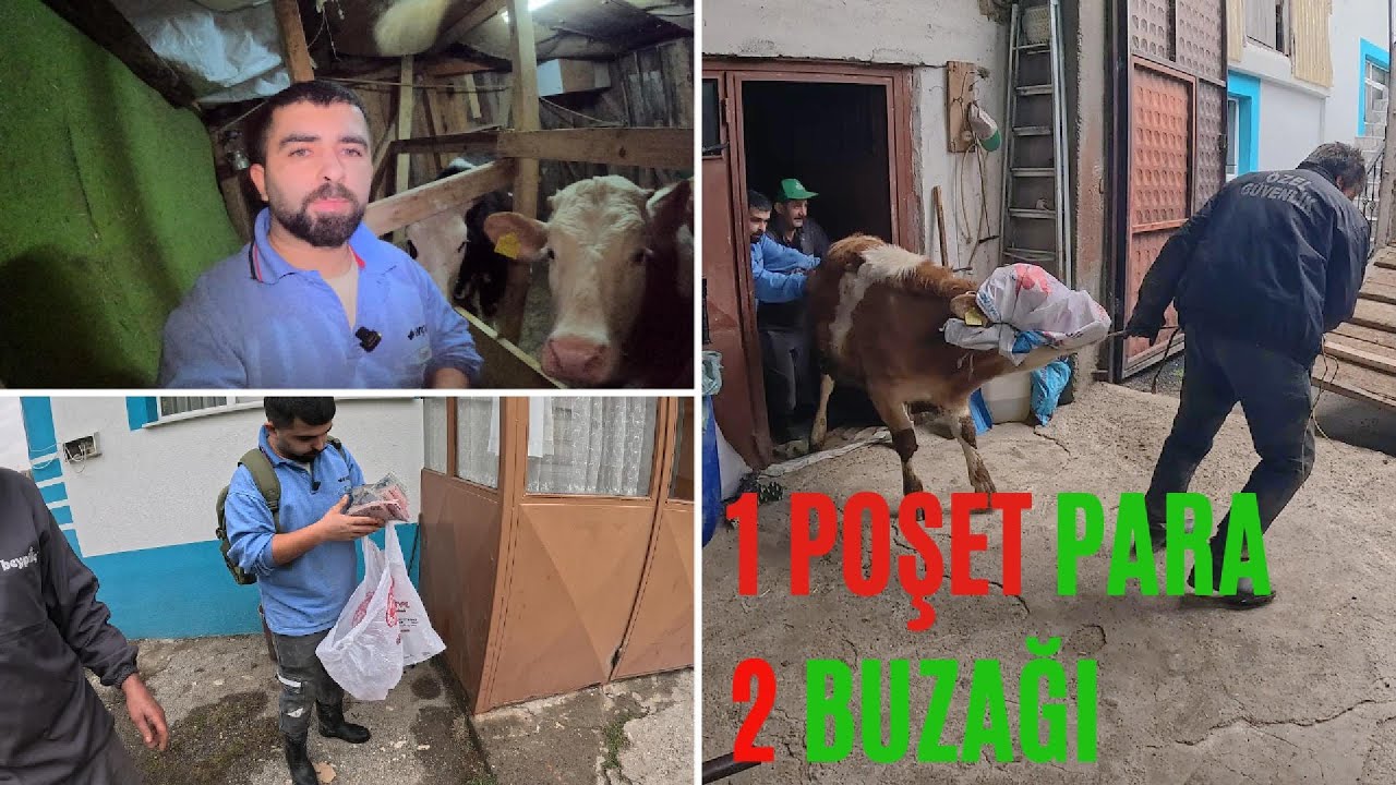 1 Poşet parayla 2 tane buzağı aldım/Afur yaptık/Sıfırdan hayvancılık/ Fabrikadan köye