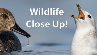 Photographing the tame Wildlife in London - with Om1 + Om 150-450mm f4 5