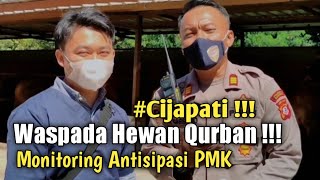 Hewan Qurban || Monitoring PMK di Kandang sapi Cijapati