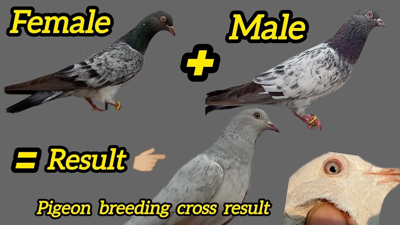 Pigeon breeding cross result || 2 Achi Nasal k Cross se third Nasal ready || G.M Haider Shah 