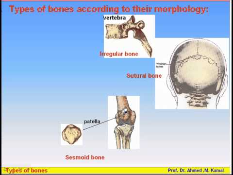 06-The Skeleton_4-Types of Bones (Anatomy Intro Dr Ahmed Kamal) - YouTube