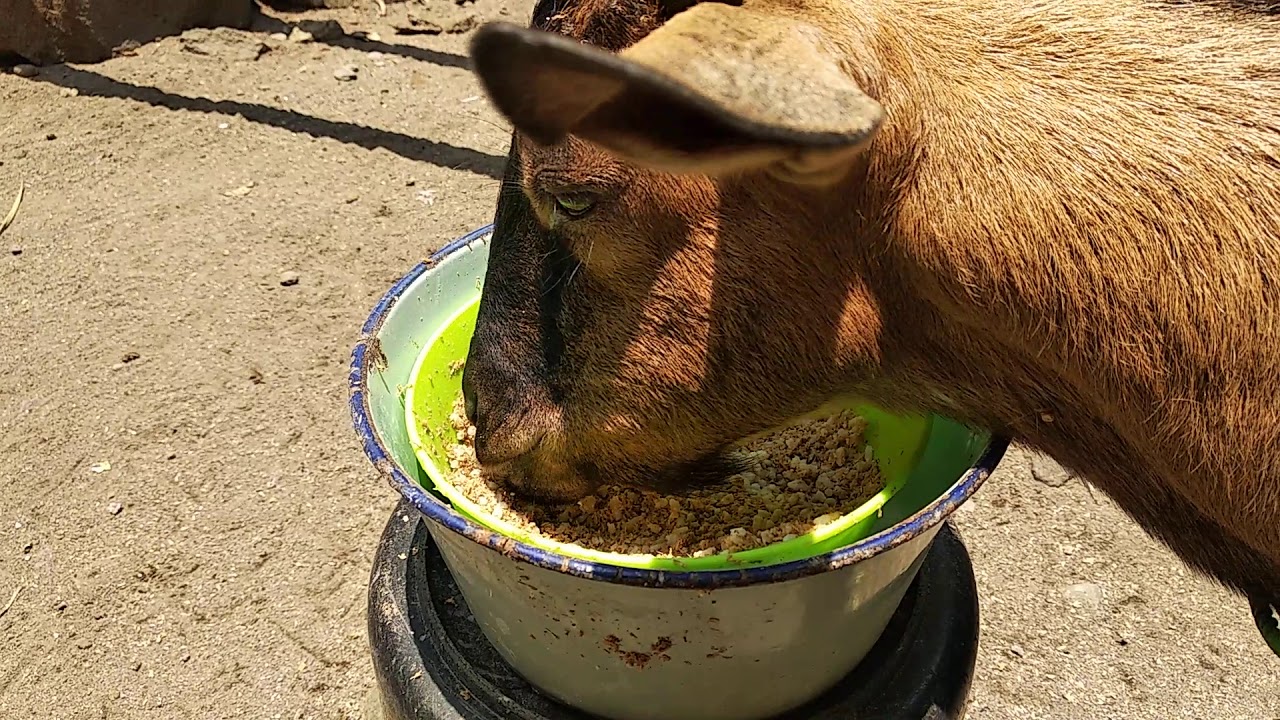 KAMBING KACANG BERBAGI MAKANAN DENGAN AYAM DAN BEBEK.., TERNAK KAMBING