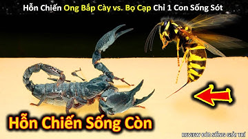 Hỗn Chiến Sống Còn Giữa Bọ Cạp vs. Ong Bắp Cày Ai Độc Hơn? || Review Giải Trí Đời Sống