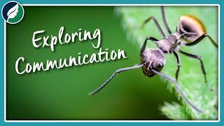 Exploring Communication | Compilation by Nature League 1,647 views 4 years ago 36 minutes