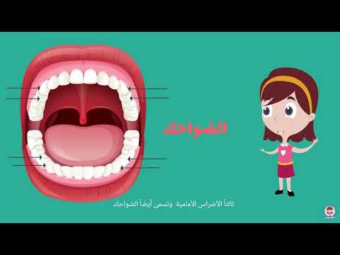 ترتيب ظهور الأسنان اللبنية والدائمة I درس تعليمي للأطفال  Arabic for kids