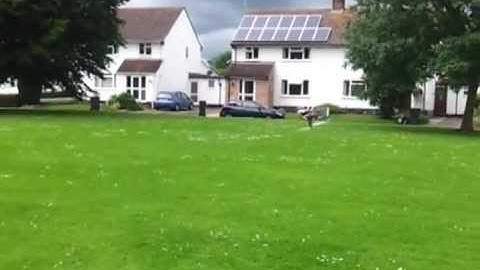 Blade 300x very scrappy rushed flight some consecutive flips and invert