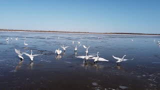 Сотни лебедей на льду на реке. ХМАО.