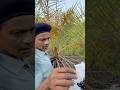 Jungle Dates | jungle Khajur | Goa | Palye village |
