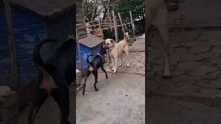 Doberman Vs Kangal 