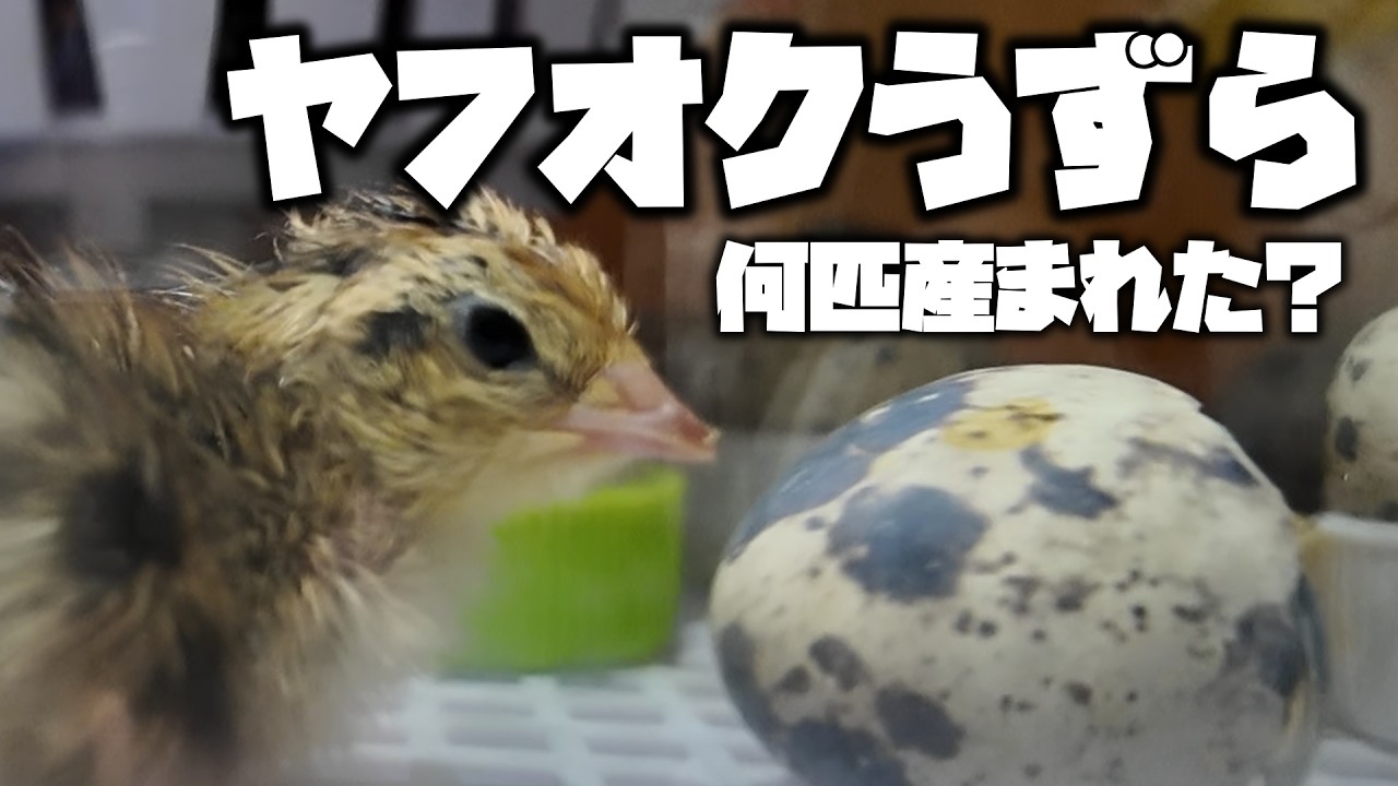 ヤフオクで買ったうずらが2度の苦難を乗り越えた。