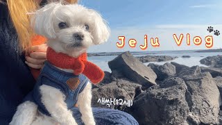 일주일 개순“싹” 애견동반 제주여행🐾 강아지랑 제주 한 바퀴 • 바다가 좋아 오름이 좋아?🏝️