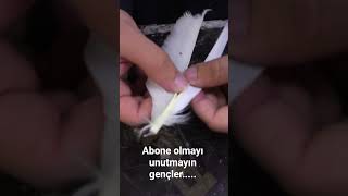 Osmanlı Menzil Oku Için Kaz Tüyü Hazırlığı Üyü