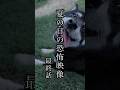 夏の日の恐怖映像！最終話！#柴犬さん #心霊 #怪談 #柴犬レオ #柴犬大好き