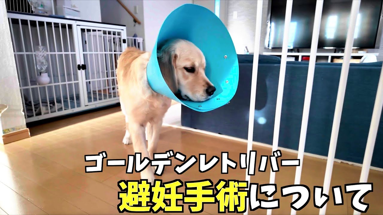 ゴールデンレトリバーの避妊手術に関してのご報告。（花#17）