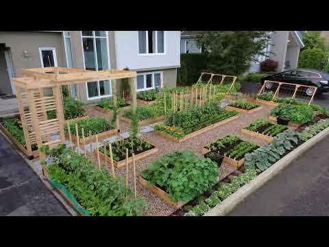 Video: Kebun Sayur Hiasan