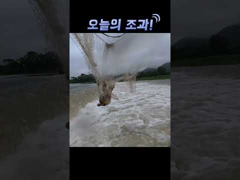 족대로 잡은 오늘의 조과! thumbnail