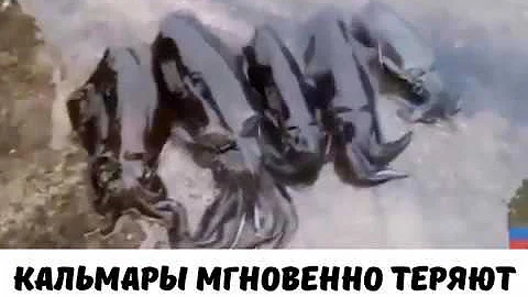 Кальмары мгновенно меняют цвет при смерти