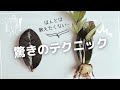 【誰でもできる】ザミオクルカス"レイヴン"を無限に増やす㊙︎方法 前編