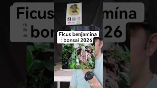 Ficus benjamína bonsai 2026 #bonsai #bonsaitihon #plantas #jardin #bonsaitree
