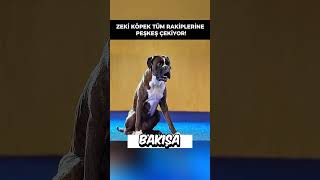 Super Zeki Köpek Sadece %1I Bu Filmi Biliyor İzledi Paylaş Kalp Koy