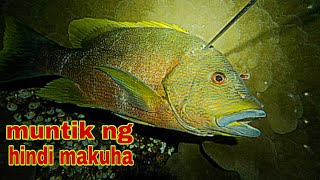 ep317.malaking isda muntik ng hindi makuha.night spearfishing Philippines.