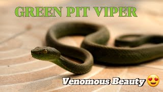 Green pit viper in lakeside main street 😬 Beauty with venom DO not try this ⚠️