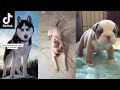 Trending Top Dogs of TikTok Part 1 - TikTok Compilation 2020