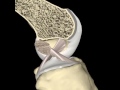 Animation des ligaments croiss du genou