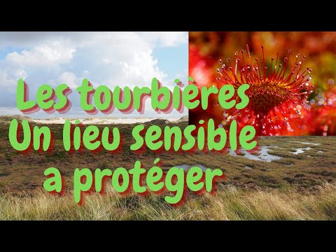 Vidéo: Habitants Des Tourbières Ou écume De Marais - Vue Alternative