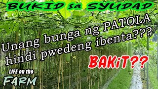 Unang bunga ng patola di muna pwede ibenta. balik gupit muna tayo by Terroy TV 180 views 11 months ago 19 minutes